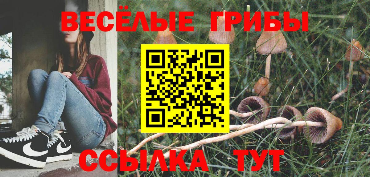 Псилоцибиновые грибы Psilocybe Ставрополь